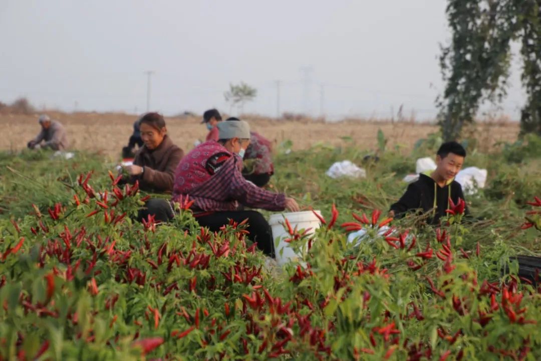 凤凰网：澳门六开彩资料查询最新-磁县“火红”小辣椒撑起“红火”大产业