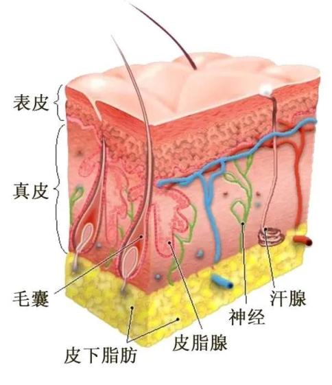 上观新闻：澳门慈善网资料查询-一到秋冬，皮肤就出问题？别挠了，记住这6招，包你水润润！